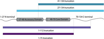 Stabilization of the SNARE Core by Complexin-1 Facilitates Fusion Pore Expansion